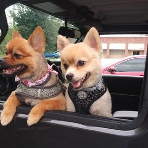 Meet your Posher, Annette